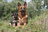 BERGER ALLEMAND 1228